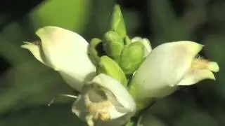 Fletcher Wildlife Garden
