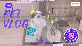 Our Dogs Get Pampered + Cute Puppy/ Kitty Window Shopping