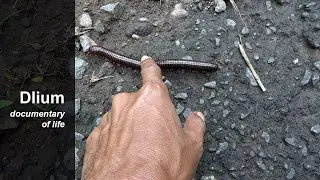 Javan millipede (Remulopygus javanicus) - part 1