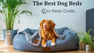 The Best Dog Beds 2025