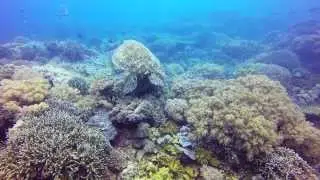 Scuba Diving the Central Visayas