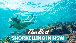 The Best Snorkelling in NSW: Seal Rocks, Bushrangers Bay & More