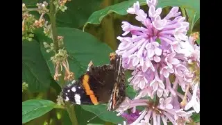 UK Coloured Butterfly Population in Crisis There have Been Next to No Butterflies This Year.