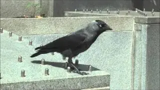 Jackdaw Corvus monedula on a London street