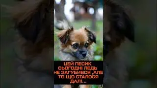 This dog almost got lost today, but what happened next?песик ледь не загубився,але що сталося далі?
