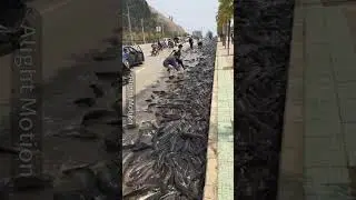 Fish Falling From the Sky?! 😱 The Truth About &lsquo;Fish Rain&rsquo; in Honduras&rdquo;