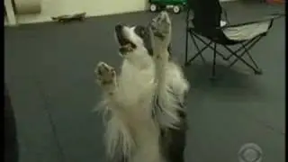 Canine Stars In Training