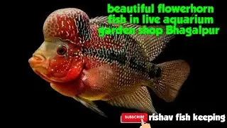 # video 46- beautiful flowerhorn in live aquarium garden shop Bhagalpur