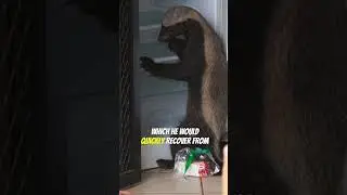 Stoffel The Honey Badger | Master of Mayhem and Mischief