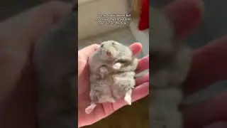 Hamster Lucu Tiktok & Funny Hamsters Videos Complication 2023#1 #cute #animals #funnyhamsters #funny