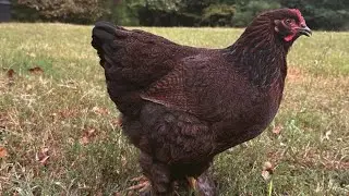 Meet &ldquo;Chocolate Chip&rdquo;, our Partridge Cochin #chickenbreed #farmlife #raisingchickens #homesteading
