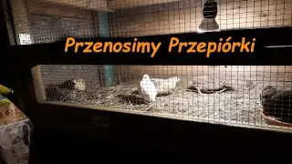 Przenosimy Przepiórki 🐔 Co kupiłem na ryneczku? 😏 Nowe nabytki 😱