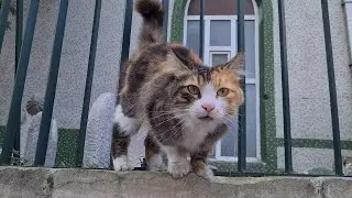 Cat with adorable face Meows Loudly says she's hungry.
