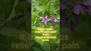 Natural Cure for Asthma & Eczema.#HerbalMedicine #SkinCare #NaturalRemedies