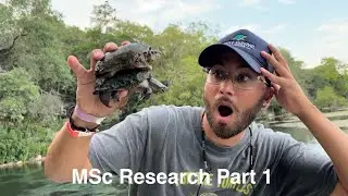 Why Are These Turtles Growing Giant Heads? | MSc Research Vlog Ep. 1