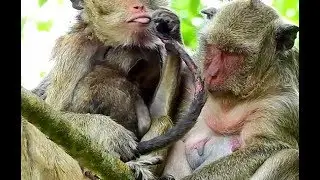 Omygod, Amari is very much pity on her baby Lori, Poor baby very much hurt when Amari catch it