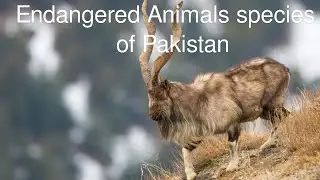 Top 10 Endangered Animals species of Pakistan