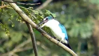Bird Call: COLLARED KINGFISHER