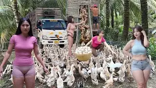 Ducks run in the fields in the flood season and the chase is really interesting.