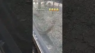 El mejor audio que encontr&eacute;  #funny #memes #audio #zoo #republicadominicana #animales