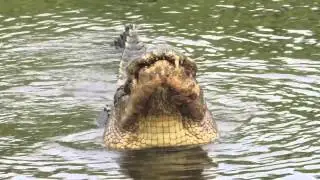 Gator Mating Call