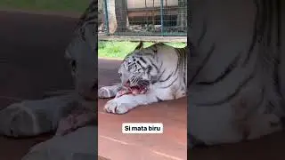 asmr selen makan guys #harimauputih #selen