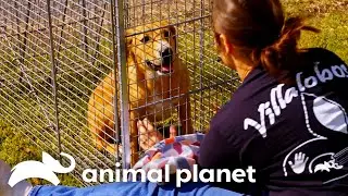 Rescue Stories That Will Melt Your Heart | Pit Bulls & Parolees | Animal Planet