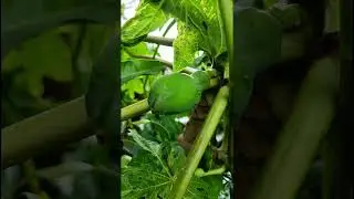 Carica papaya (Caricaceae family) #nature #forestflower #trending #garden #natureforest #forests