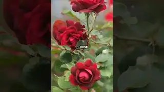 top 10 most beautiful flowers in india