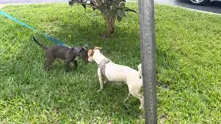 Pit bull puppy playing with Jack Russell mixed with chihuahua