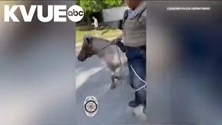 Loose horse returned owners in Leander, Texas
