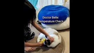 Doctor Belle takes furry patients temperature @doctor mike