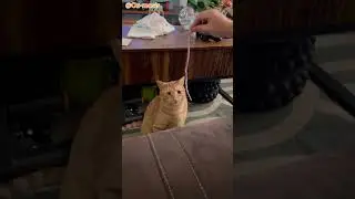 Frisky cat #blacksabath #ripozzy #cats