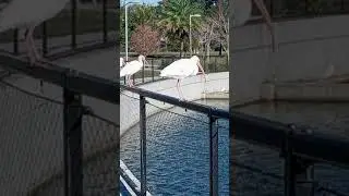 WHITE IBIS ALARM CLOCK
