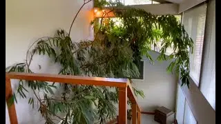 Giant Indoor Fig. How to grow a tree indoors.