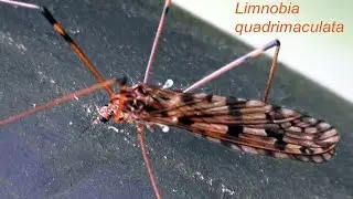 Limnobia quadrimaculata