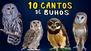 &iexcl;MISTERIOSOS CANTOS NOCTURNOS! de Buhos de Mexico 😨 Aves que Cantan de Noche 🦉🎶