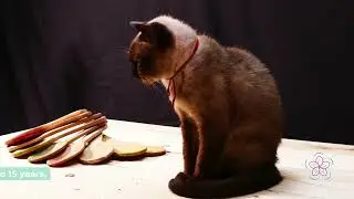 The True Cost of Peterbald Kittens: What You Need to Know