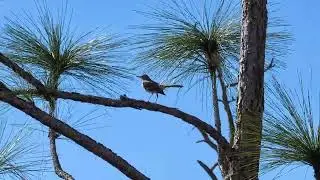 Northern Mockingbird Perched in Pine Tree at Hal Scott Preserve! Orlando, Florida