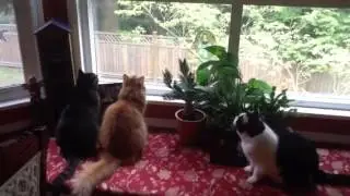 A Tribute to my Oskie (orange cat)