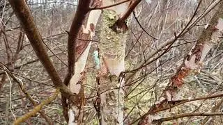 River Birch: Beautiful and Useful