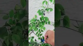 Plucked Flower From My Kitchen Garden|#kitchengarden #Flowering#viral #food #dailyvlog #vlog #ytshot