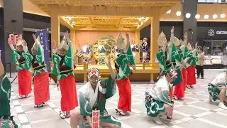 【阿波踊り】羽田エアポートガーデンで観光客に阿波踊りを披露！【和樂連】