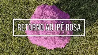 RETORNO AO IP&Ecirc; ROSA - DRONE (EP. 14)