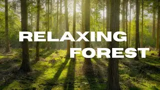Relaxing Forest Ambience 🌿 | Calm Nature Sounds for Relaxation