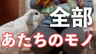 うさぎさんといっしょに帰省するための準備をしよう♪【ホーランドロップイヤー】