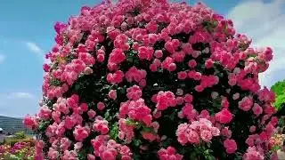 Wow amazing so beautiful rose garden #naturalbeauty #flowers #rose #roseflower #naturelovers 