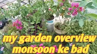 My garden overview monsoon ke bad kuchh plants kharab ho gaye kuchh cutting  success ho gai