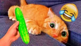 You Laugh You Lose😛Funniest Dogs and Cats 2026😺🐶