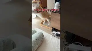ママと猫の喧嘩の結末。